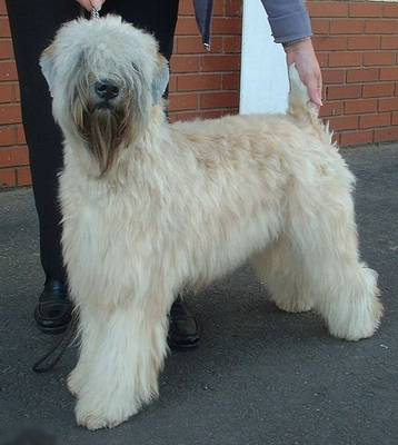 TERRIER CU BLANA MOALE AURIE